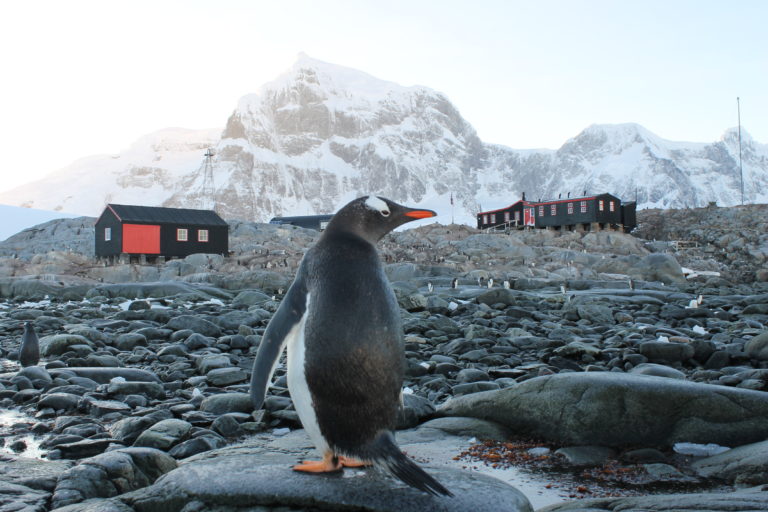Penguin in front of Port Lockroy